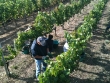 vendanges2010_04