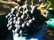 vendanges2010_12