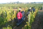 vendanges2010_06