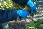 vendanges2010_07