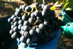 vendanges2010_12