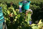 vendanges2010_13