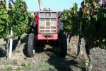 vendanges2010_14